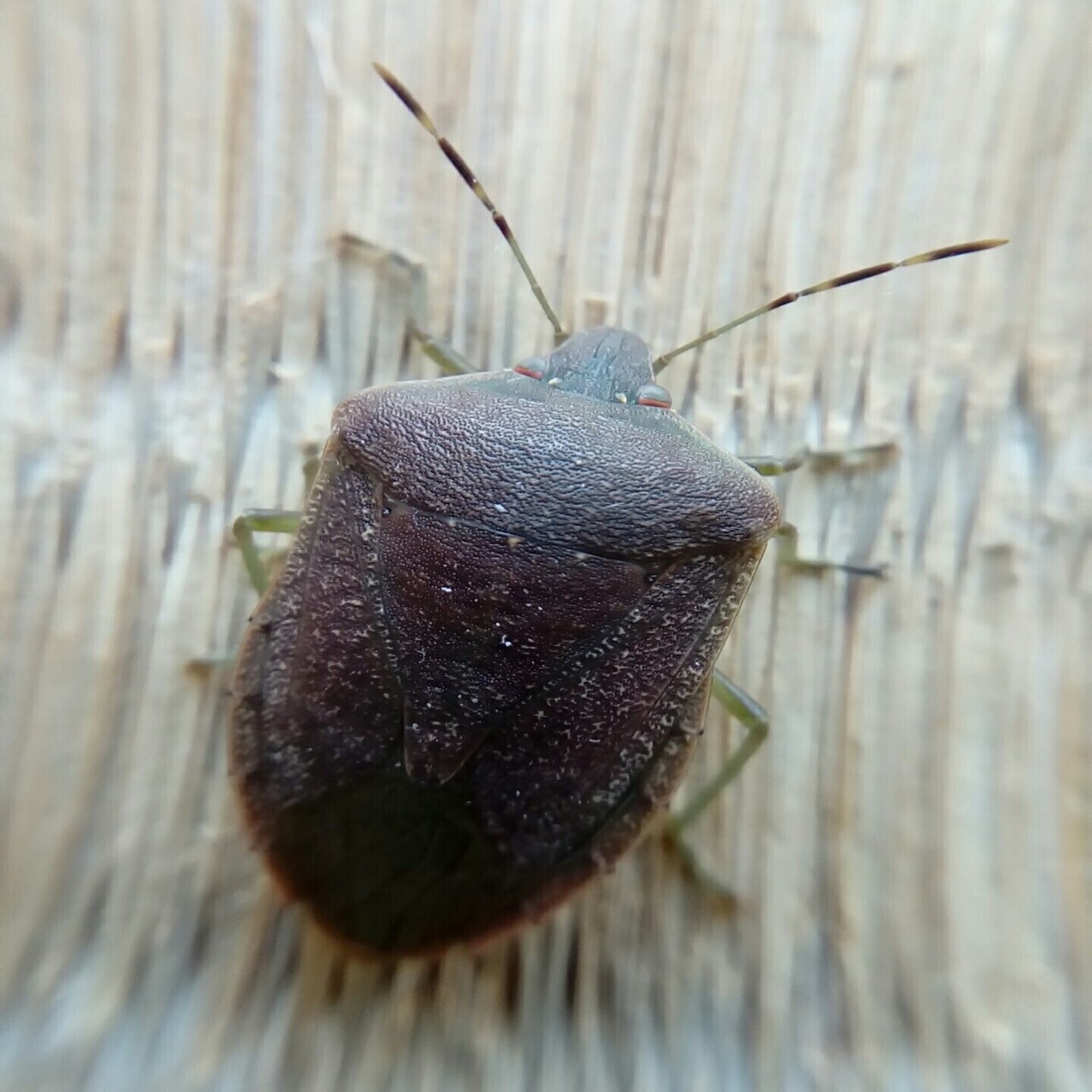 虫を好きになりたい 昆虫画像付き 月澄狸 Note