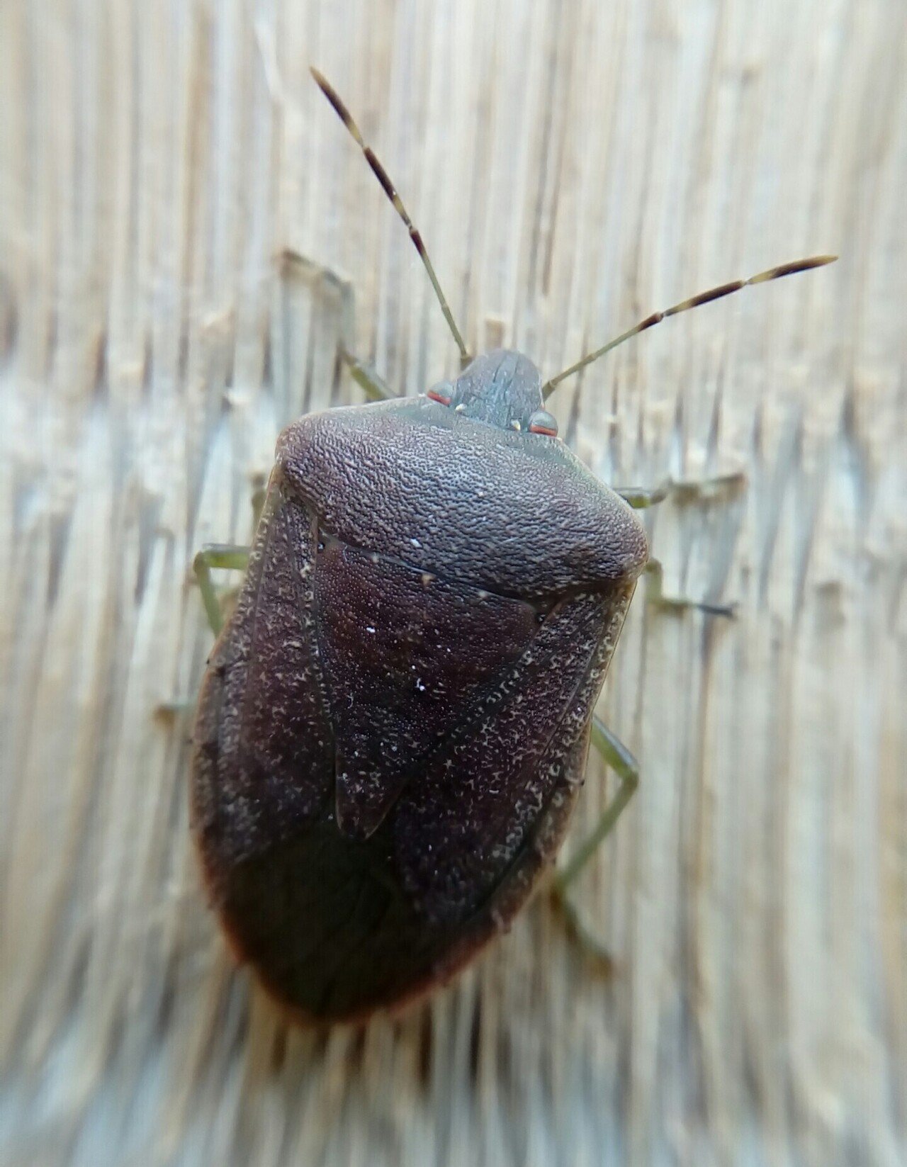 虫を好きになりたい 昆虫画像付き 月澄狸 Note 虫を好きになりたい 昆虫画像付き 月澄狸 Note