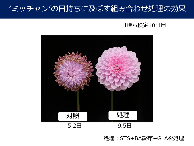 切り花 ダリアの品質管理の試験結果まとめ Mpsジャパン Note