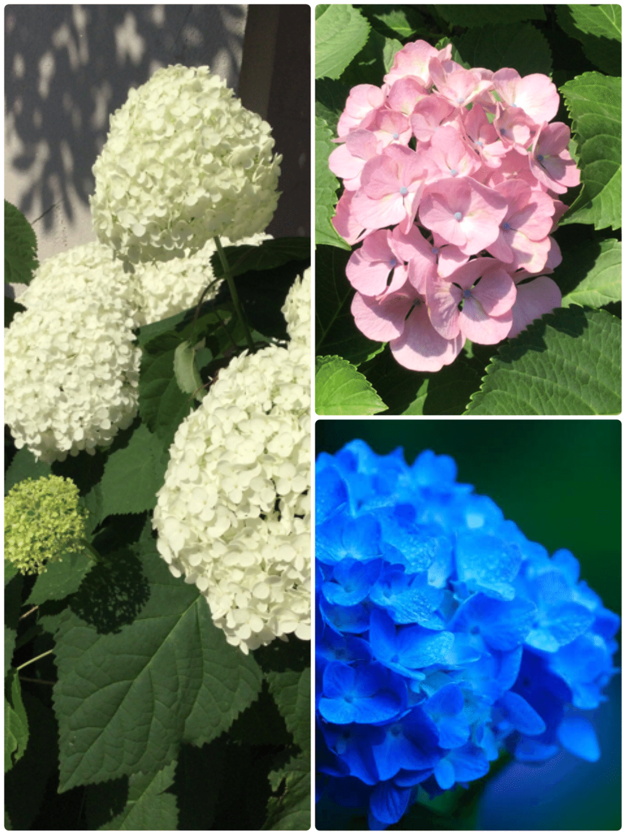 紫陽花 我孫子東邦クリニック Note 紫陽花 我孫子東邦クリニック Note