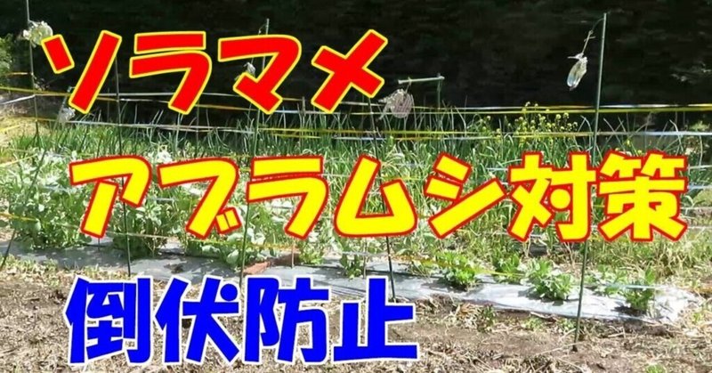 超簡単 ソラマメのアブラムシ対策と倒伏防止 井上寅雄農園 井上隆太朗 Note