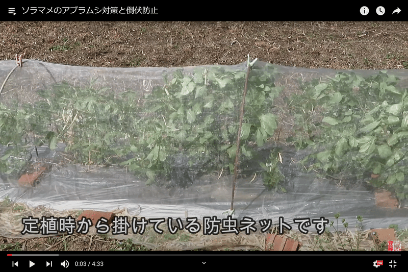 超簡単 ソラマメのアブラムシ対策と倒伏防止 井上寅雄農園 井上隆太朗 Note