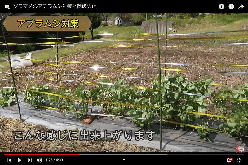 超簡単 ソラマメのアブラムシ対策と倒伏防止 井上寅雄農園 井上隆太朗 Note