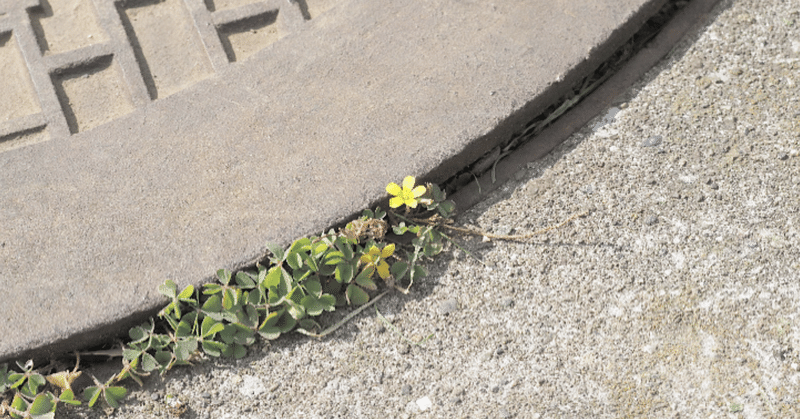 図太い人がうまくいく 西山奈美 note