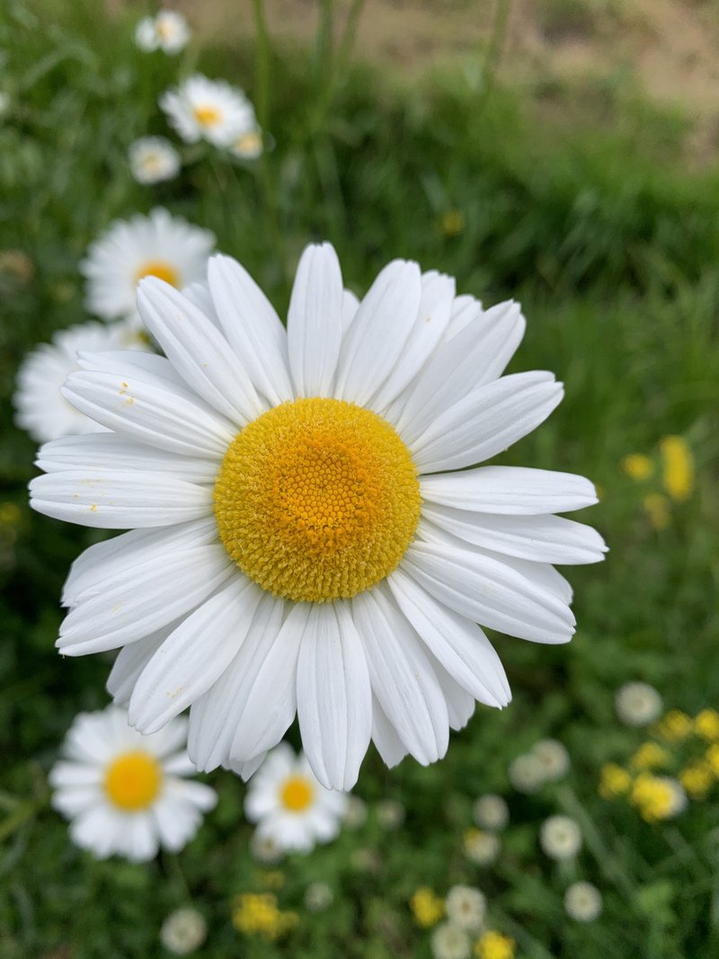この花の名前がわからない の新着タグ記事一覧 Note つくる つながる とどける