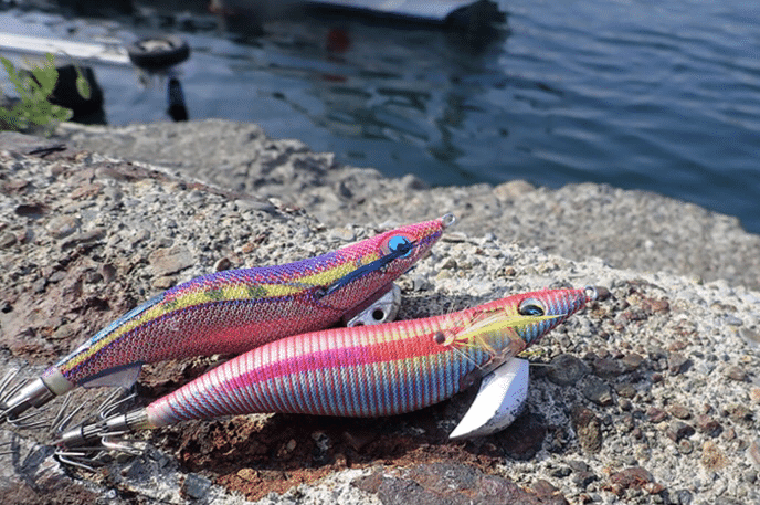 京都で春アオリイカ大爆釣！！～春イカ完全攻略法〜｜OverNightSleepers