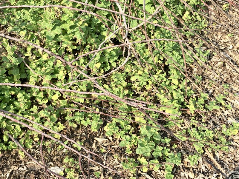 危険 絶対やってはいけない ミントの直植え アーティスト石川礼子の田舎暮らし Note 危険 絶対やってはいけない ミントの直植え アーティスト石川礼子の田舎暮らし Note