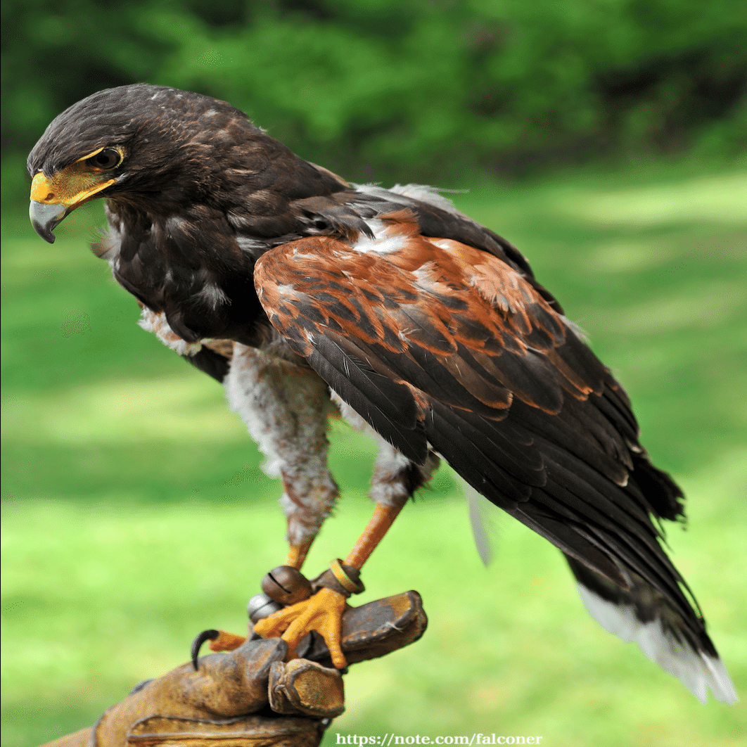 猛禽類にまつわる7つの誤解 Kt Note