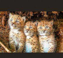 キリル文字発祥の地オフリド 看板で覚えるマケドニア語 わいはネコである Note キリル文字発祥の地オフリド 看板で覚えるマケドニア語 わいはネコである Note