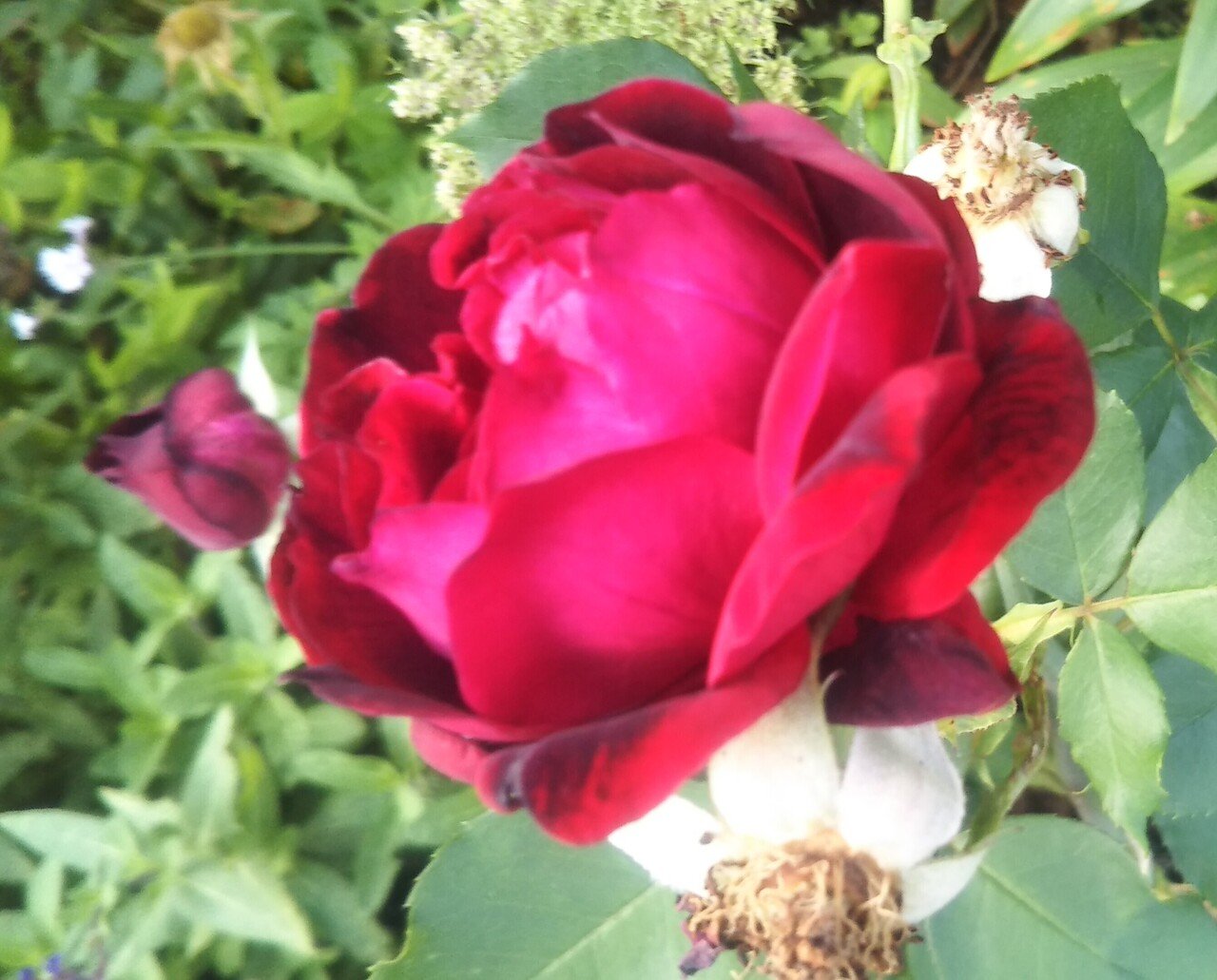 おはようございます 昨日ある所で 自分のことをちっちゃいおっさん化してると言って それを職場で言ったら そんな事いったらいけませーん と 笑いながら 言われた 仕事関係の方にw 私自身初めていった言葉 猫納言 ねこなごん Note