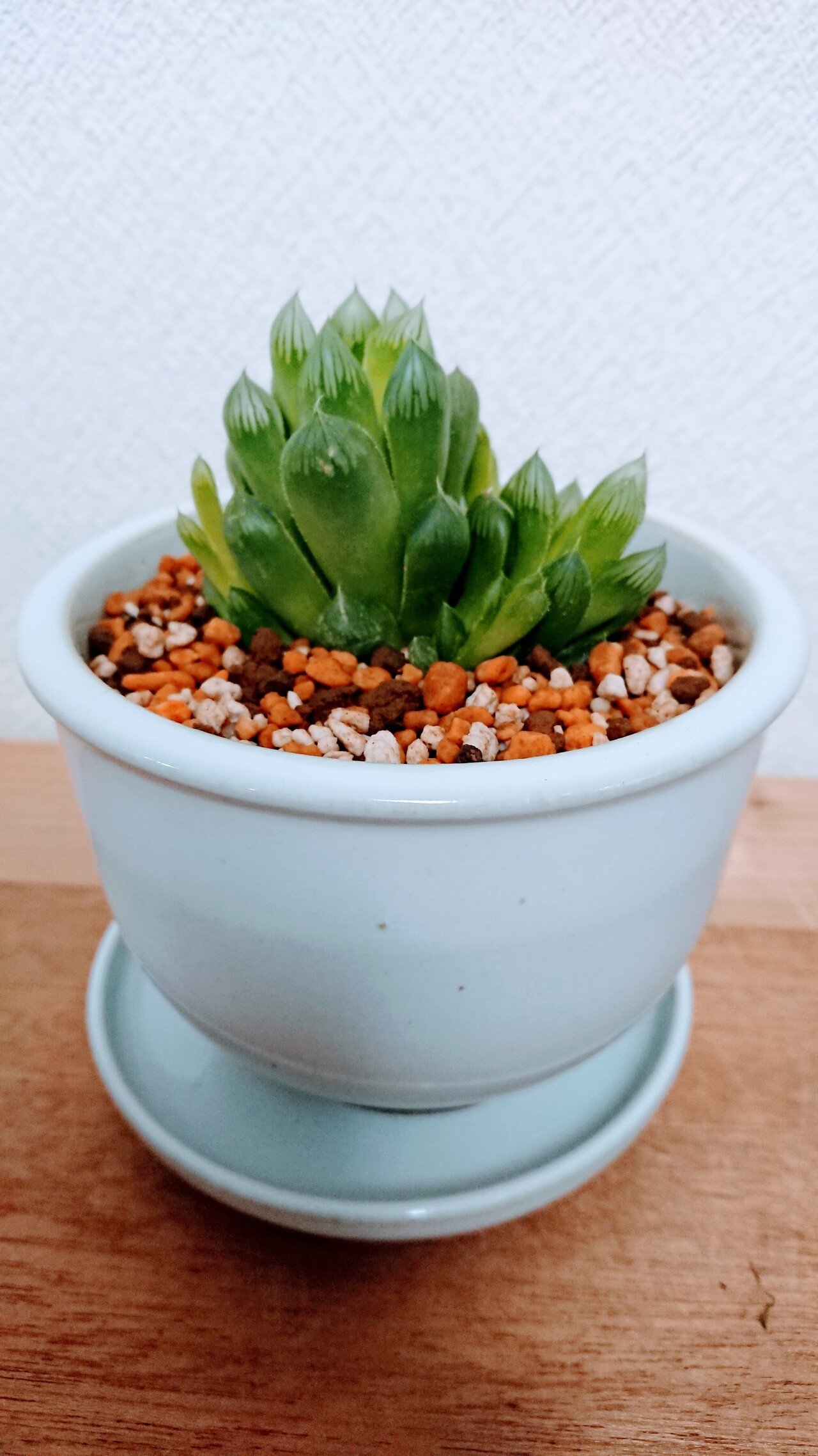 ハオルチア クーペリー 多肉植物 観葉植物 Tecorucciani Note