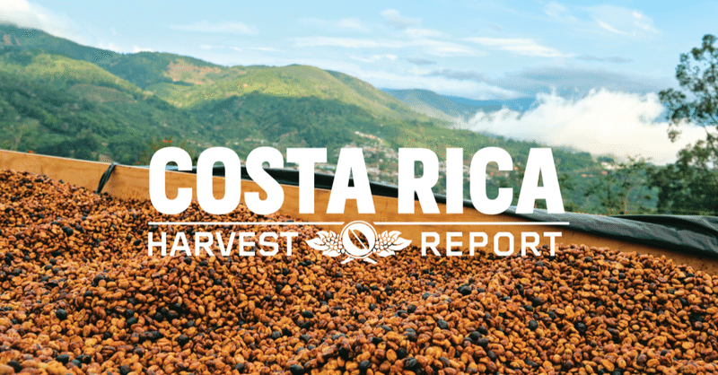 Costa Rica Harvest Report