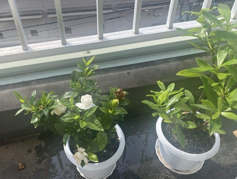 鉢植えさんご紹介 もぐもぐも Note 鉢植えさんご紹介 もぐもぐも Note
