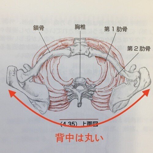 胸郭の断面