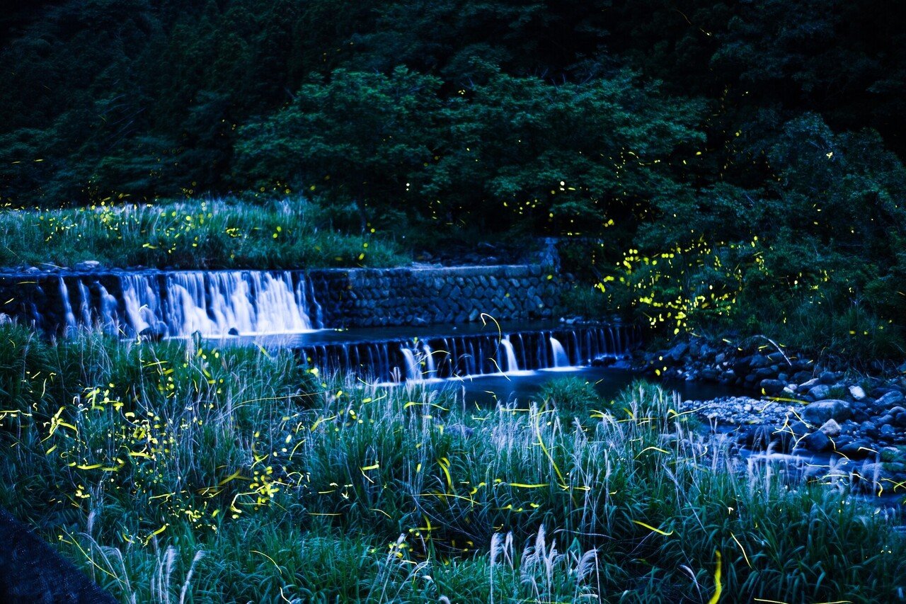 蛍をとおして地域を伝えたかったんだ 僕たちは｜東温市公式note | 愛媛県