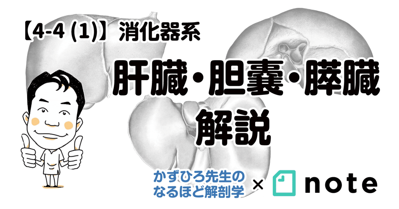 4-4 (1)】消化器系 - 肝臓・胆嚢・膵臓 解説｜かずひろ先生