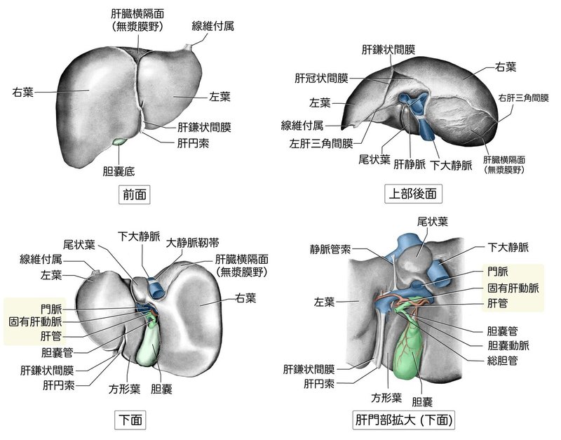消化器系-44-肝臓の肉眼解剖学-SQ図2.-スペース開けた