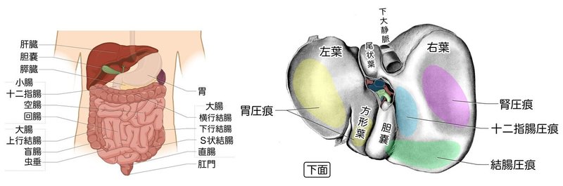 消化器系-44-肝臓下面と接する臓器の位置-SQ図