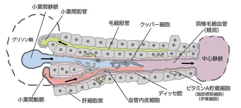 類洞とディッセ腔、クッパー細胞とビタミンA貯蔵細胞-SQ図