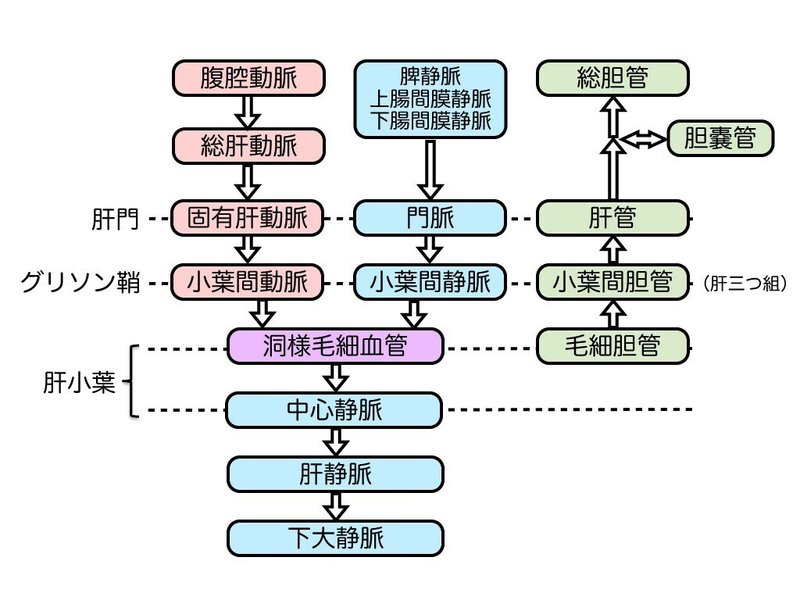 肝臓-血液・胆汁のチャート図