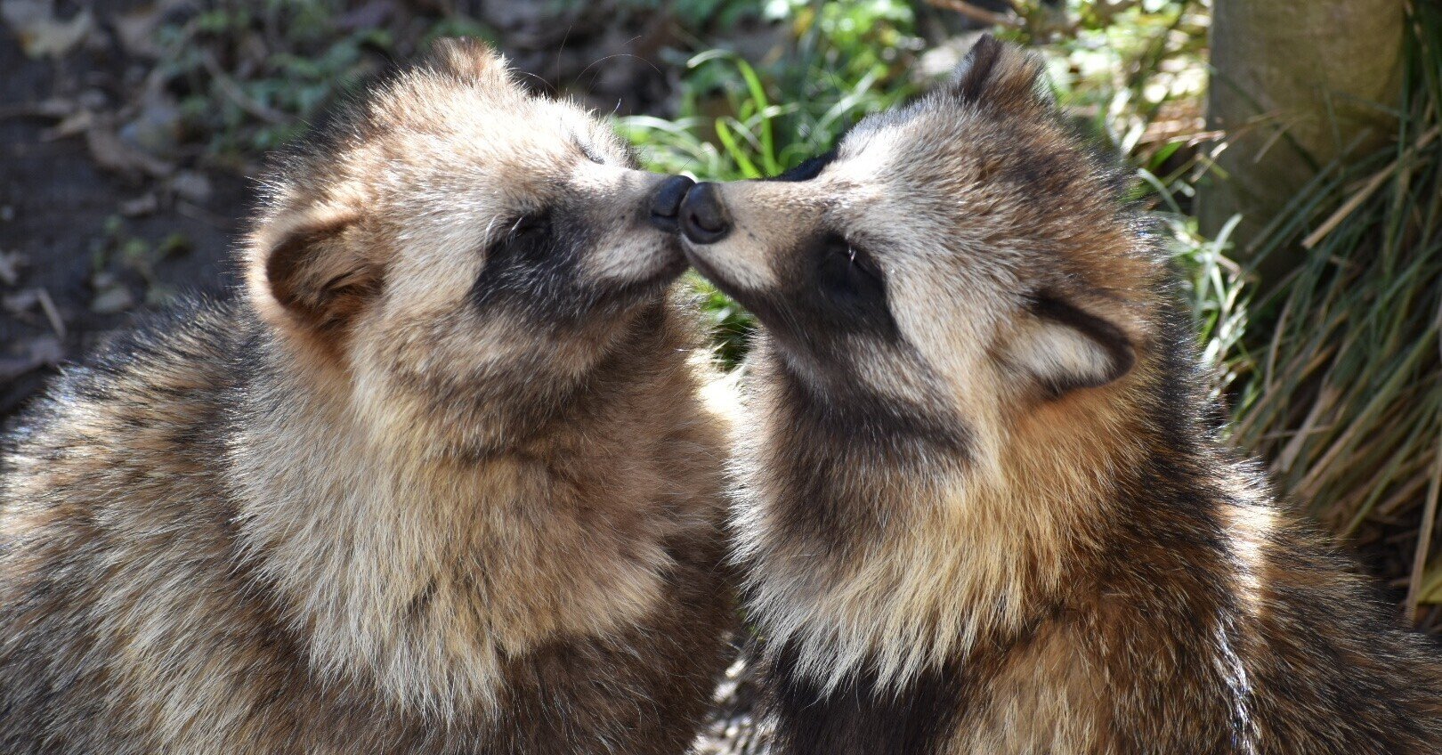 東山動植物園（動物）紹介 パート1｜岐阜大学 動物園学生くらぶ