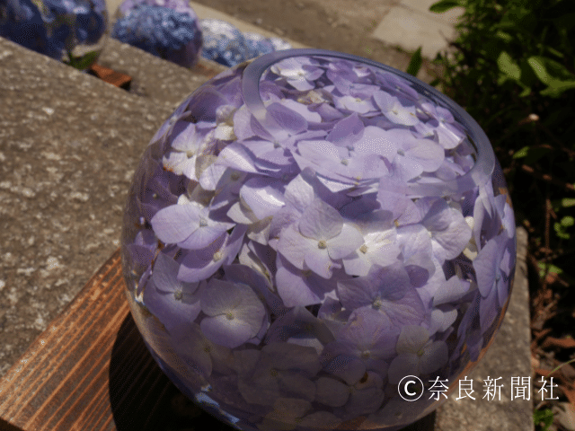 般若寺アジサイ 花手水 奈良新聞社 公式 Note