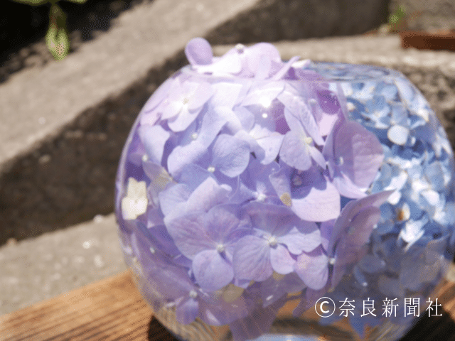 般若寺アジサイ 花手水 奈良新聞社 公式 Note