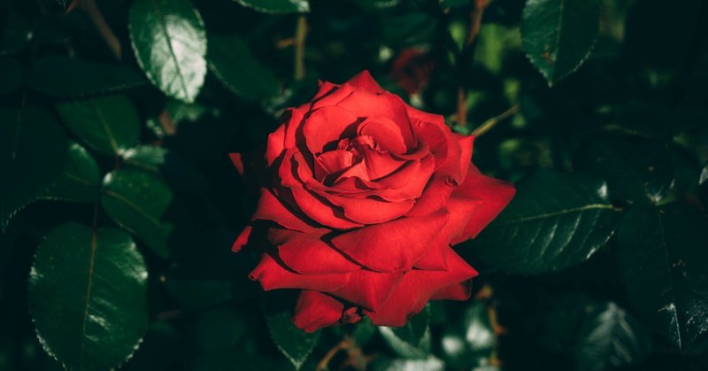 歌詞翻訳 君が 僕 でも 私 でも 蔡依林jolin Tsai 五月天mayday 玫瑰少年 日本語訳 百日特快 Hundred Express Note