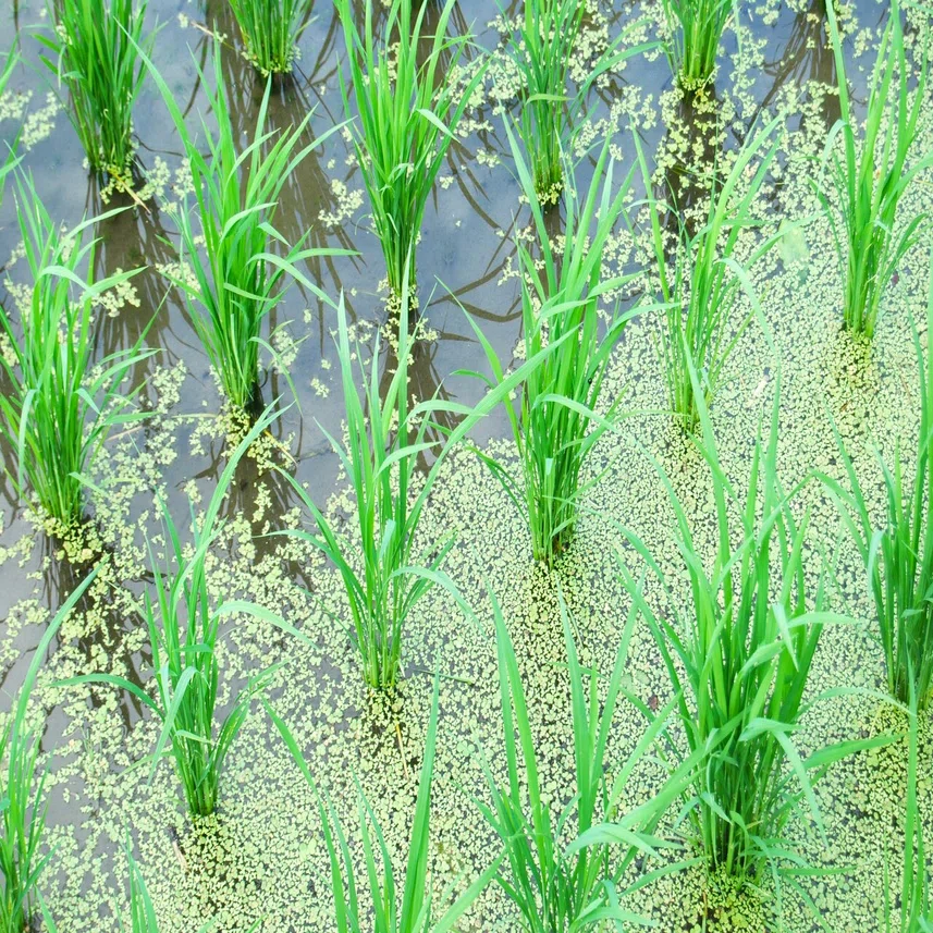 研究室のプロフィール｜山梨大学生命環境学部環境科学科・田中研究室