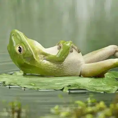 The Zen