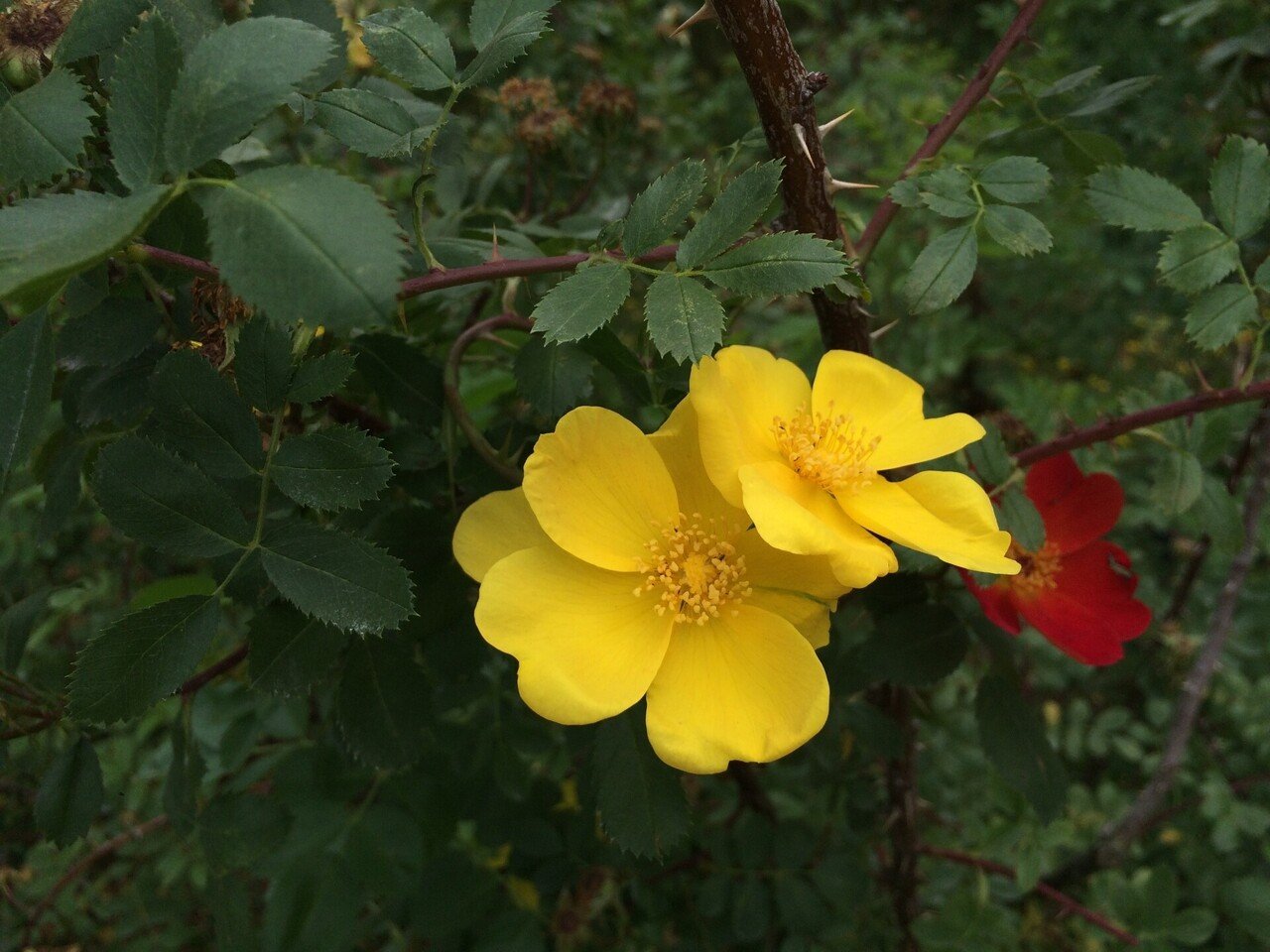 バラの歴史からみたマリア様がみてる「黄薔薇革命」と「ソレイユ