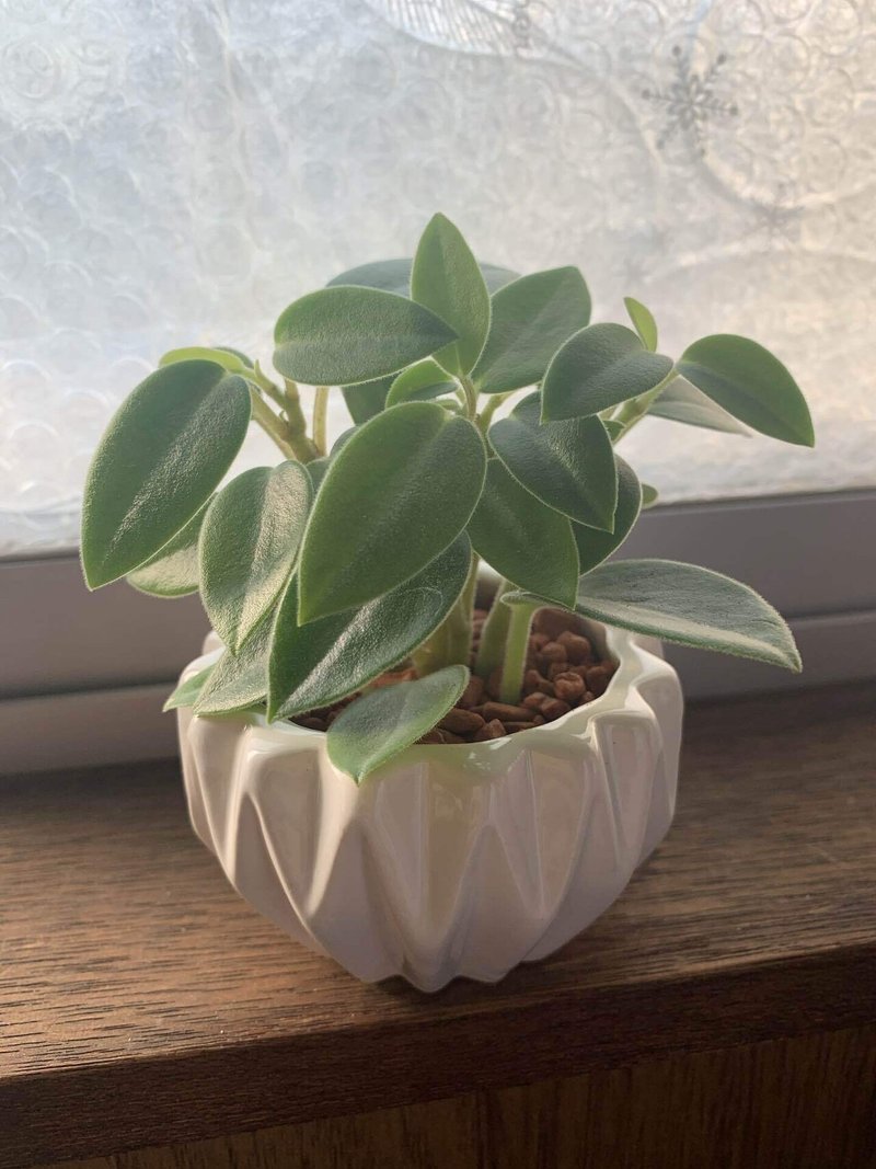 ミニ観葉植物を買った まめ子 Note