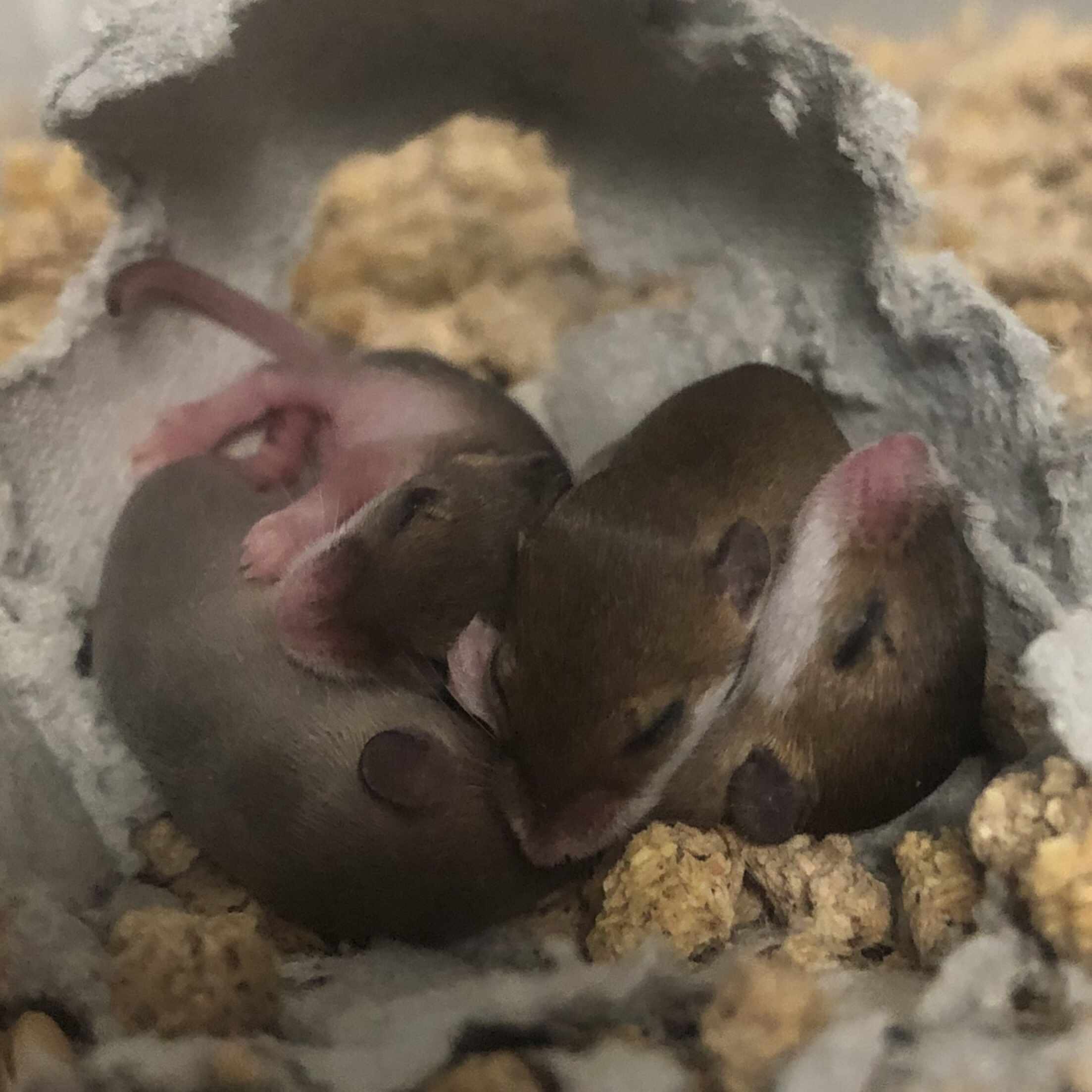 アフリカチビネズミの飼育方法 爬虫類飼育者647号 Note アフリカチビネズミの飼育方法 爬虫類飼育者647号 Note