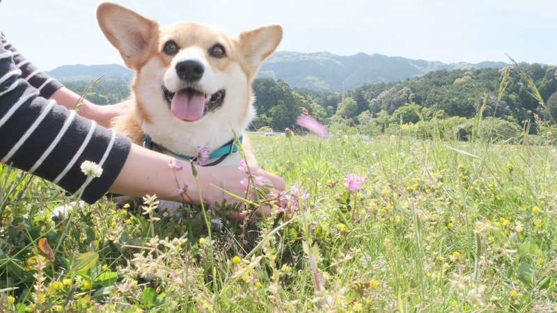 草花でおめかし