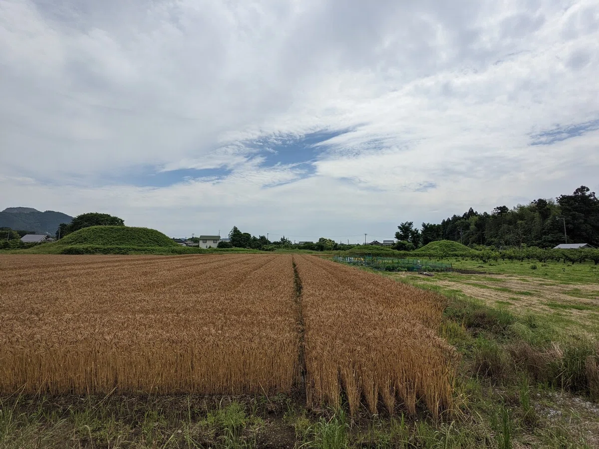 画像5