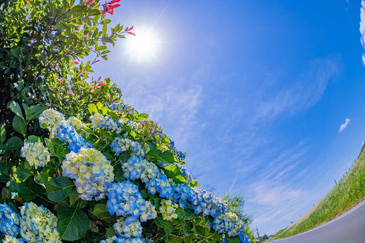 なぜ 6月 なのに 五月雨 さみだれ なの 梅雨の謎を解決 小野照崎神社 Note なぜ 6月 なのに 五月雨 さみだれ なの 梅雨の謎を解決 小野照崎神社 Note