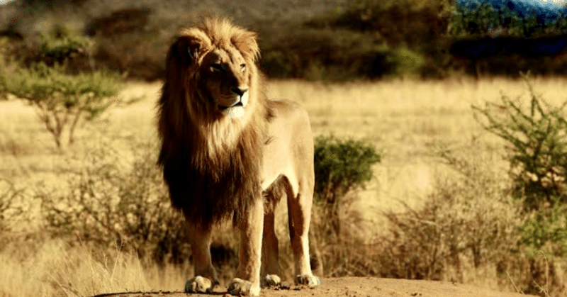 ライオン の新着タグ記事一覧 Note つくる つながる とどける