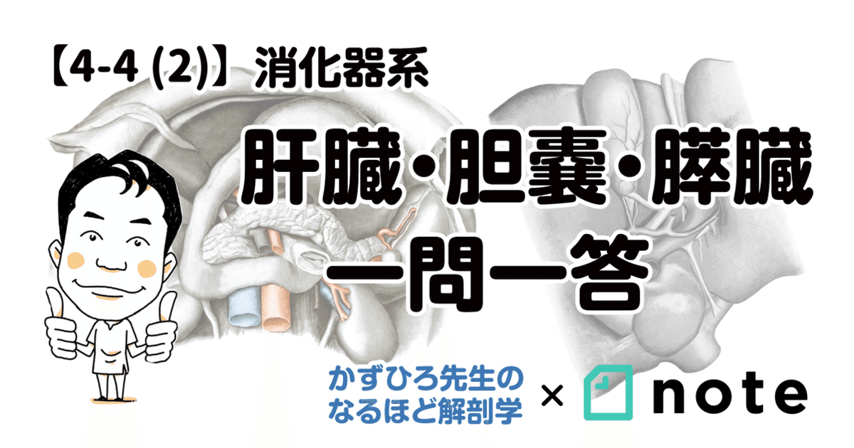 4-4 (2)】消化器系 - 肝臓・胆嚢・膵臓 一問一答｜かずひろ先生