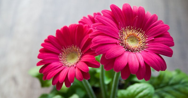 なかなか結婚できないあの人の 色 河野万里子 株式会社色彩舎 Note