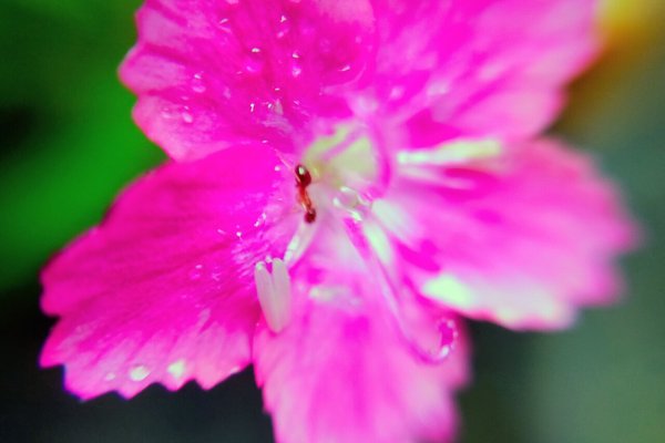 撫でたいほど可愛い花という意味なんだそうです の新着タグ記事一覧 Note つくる つながる とどける 撫でたいほど可愛い花という意味なんだそうです の新着タグ記事一覧 Note つくる つながる とどける