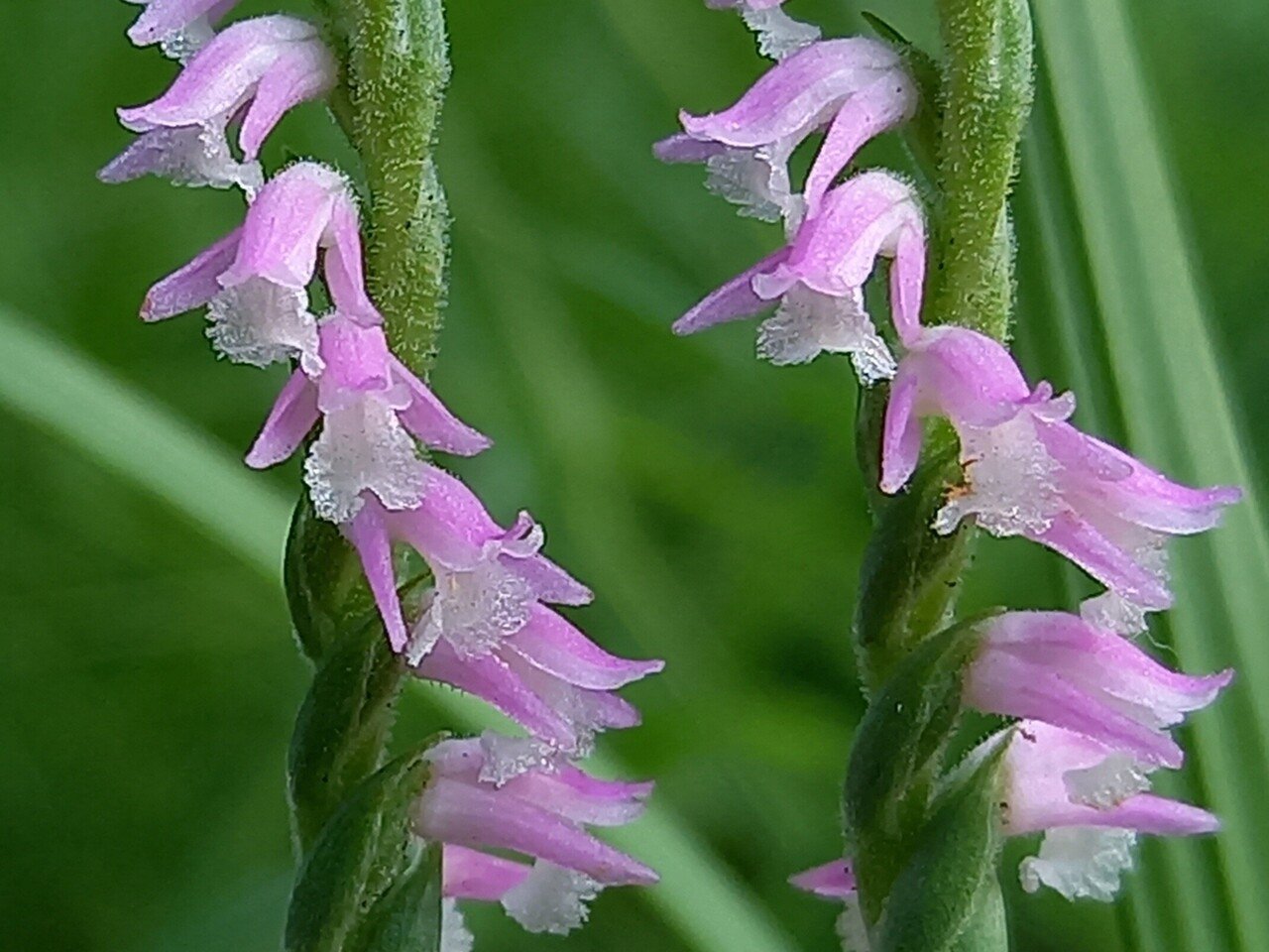 散策中に遭遇したネジバナ 柘榴 Note