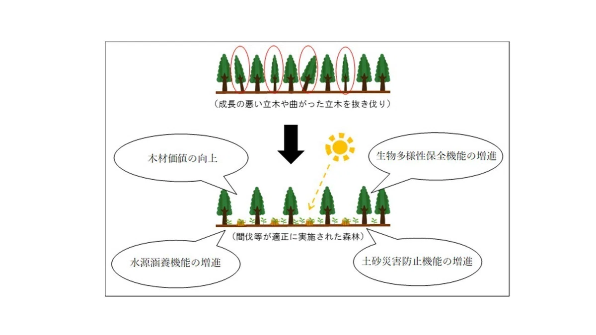 間伐 と は