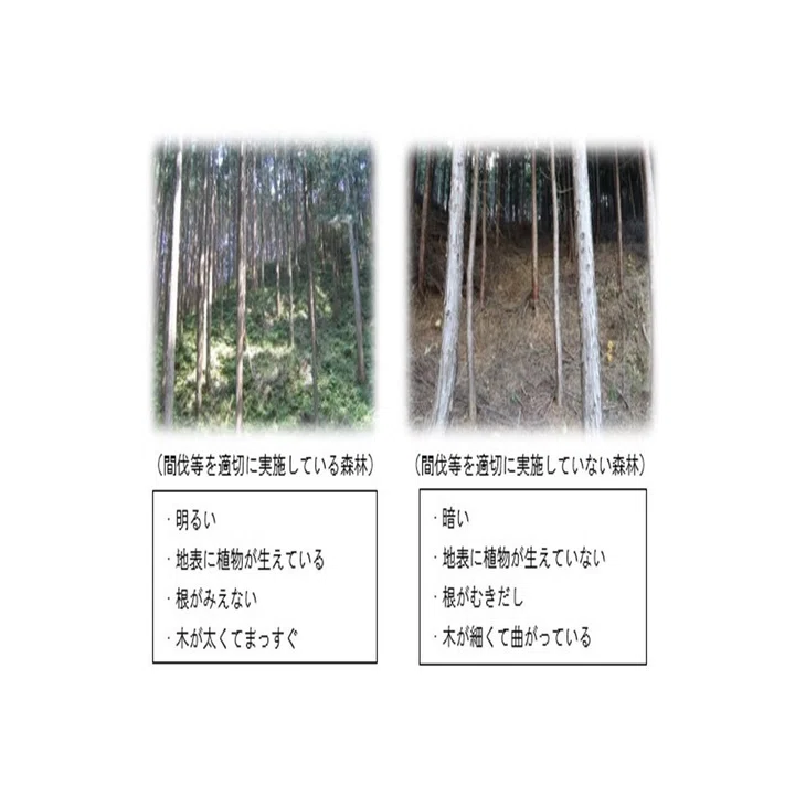 間伐 と は