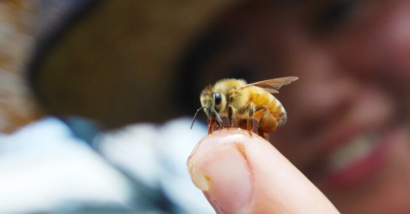 ミツバチは最高４までなら数を数えることができる