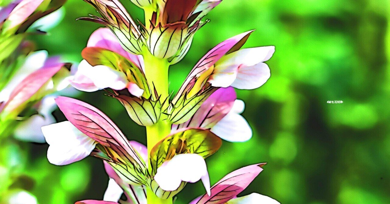 6月10日 誕生花は葉薊 誕生花短歌 御子柴 流歌 Note 6月10日 誕生花は葉薊 誕生花短歌 御子柴 流歌 Note