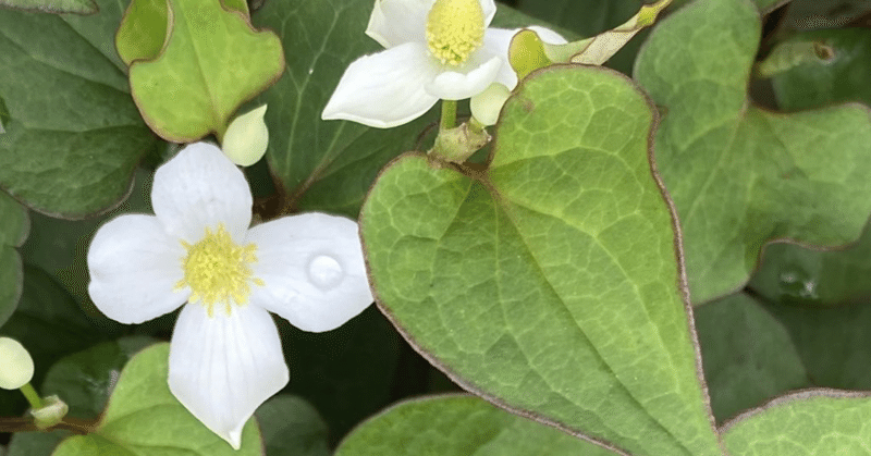虫除けにドクダミの花 大福いちめ Note