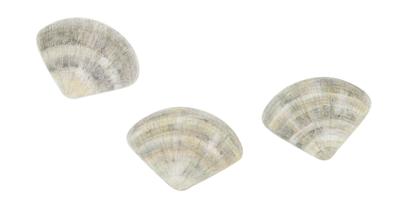 あさりが教えてくれたこと Alba Note