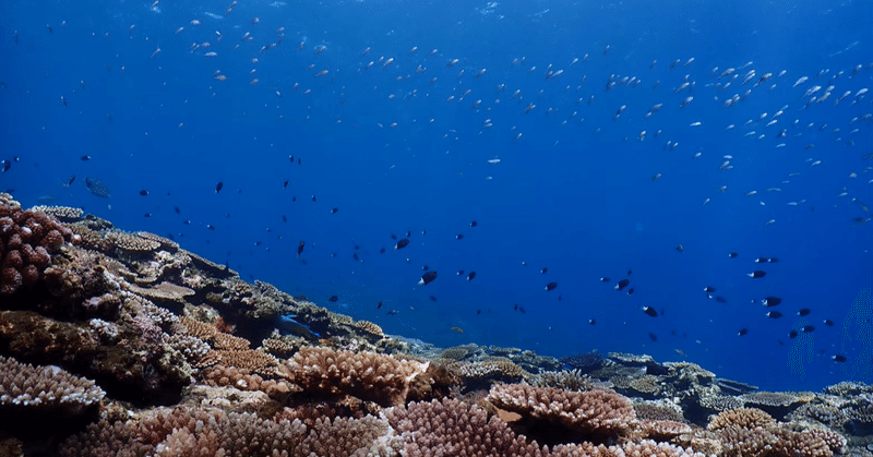 私の珊瑚を育てよう〜！　　　　　　　　石垣島珊瑚応援プログラム参加しました！
