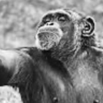 ナンバーズは希望の光 猿ナンバー Note ナンバーズは希望の光 猿ナンバー Note