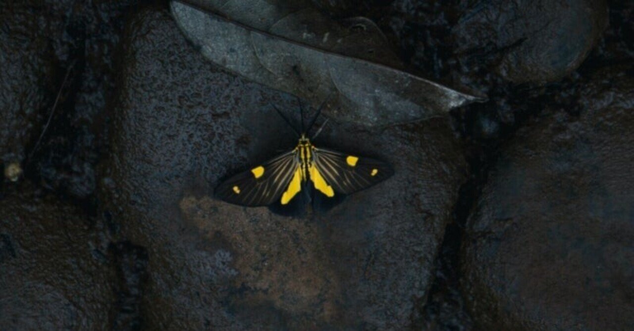 ニンジャスレイヤーtrpg 2版リプレイ 進めドラゴン特派員 月夜に蛾人間モスマンを見た 古矢沢 Note